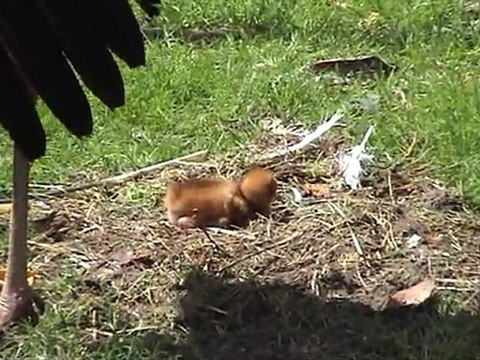 Conservation off the Siberian Crane-grus Leucogeranus-by Harry Geurts-EuropeanCranefoundation.com.c 2012 .harrygeurts@hotmail.be phone ++32 478 459853-box 2707,6201 JA Maastricht NL.
