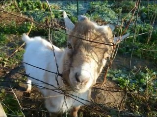 année 2011 - mois de novembre - nº 50