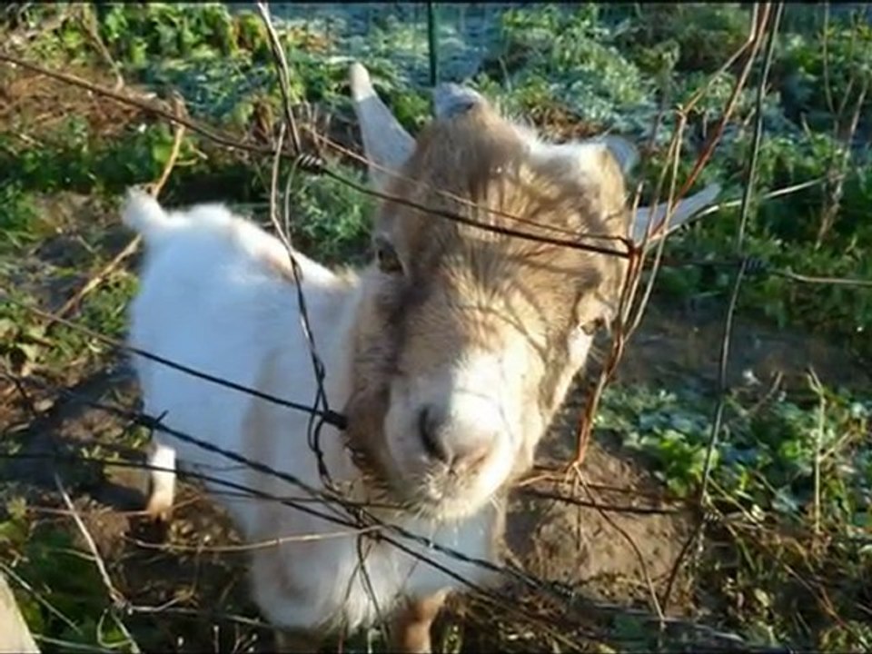 année 2011 - mois de novembre - nº 50