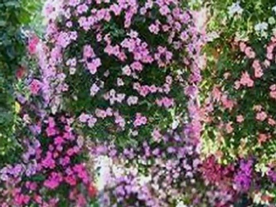 Tamer Hosny ♫ Dayman Maak ↝ TBNYD13