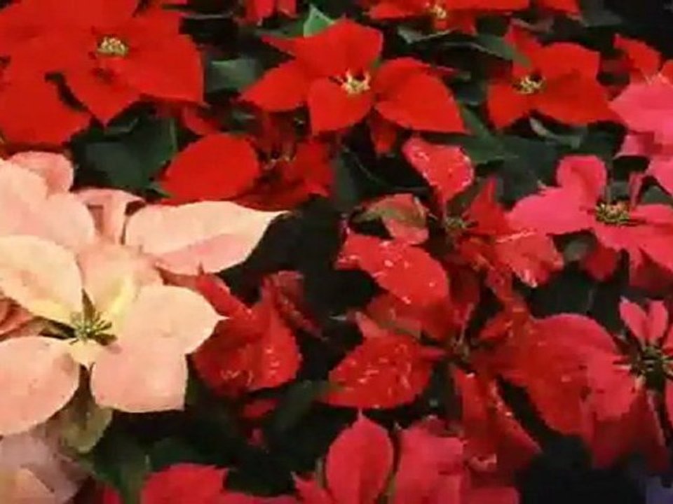 How To Workout Your Abs Without Buying Stupid Crap