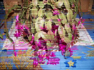 mes fleurs du début de l'année 2012