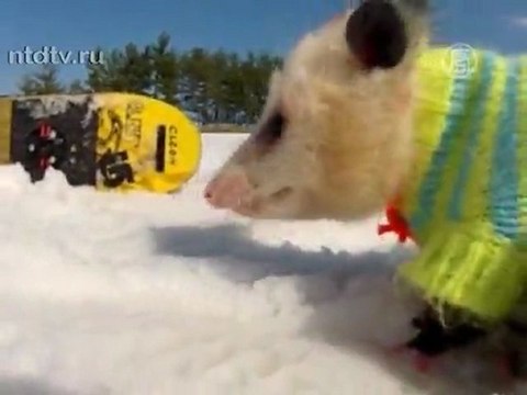 Опоссум на сноуборде покоряет Интернет