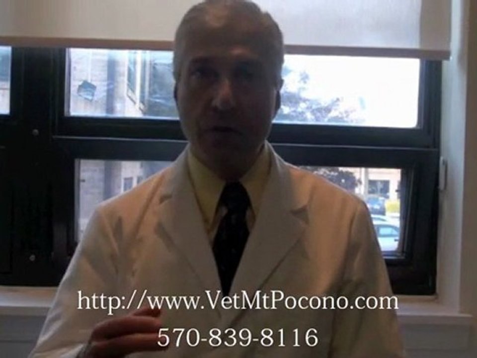 Spay and Neuter Pets in Mt. Pocono PA – When to Spay a Dog