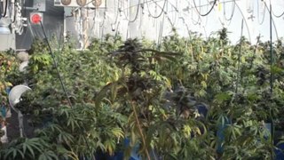 Water - Watering Marijuana Plants - How Much Water To Give Growing Weed - 11