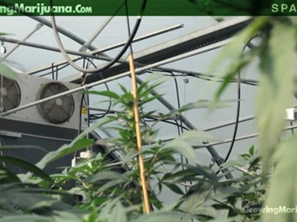 Spacing - Spacing Marijuana Plants - Space Between Growing Marijuana - 9