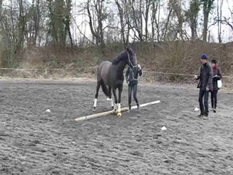 2012-03-11 Equifeel Julie latéral