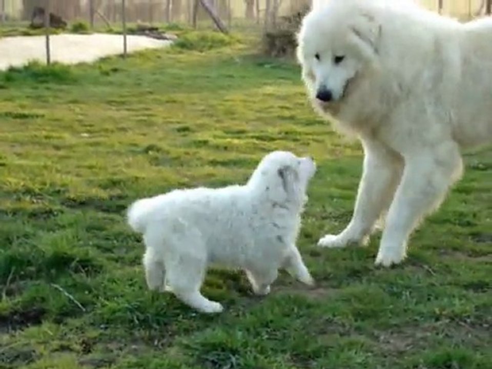 Hurlevent des Brumes de la Comtee