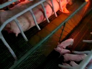 alimentacion-cerdos-recien-nacidos