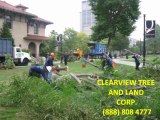 Long Island & NYC Tree Service, Tree Removal & Pruning Experts