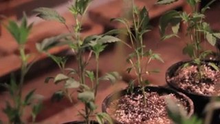 Humidity - Marijuana Growing Humidity Moisture - Growing Weed - 13