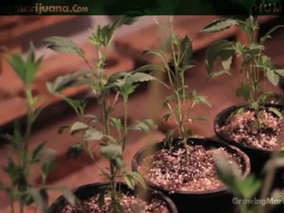 Humidity - Marijuana Growing Humidity Moisture - Growing Weed - 13