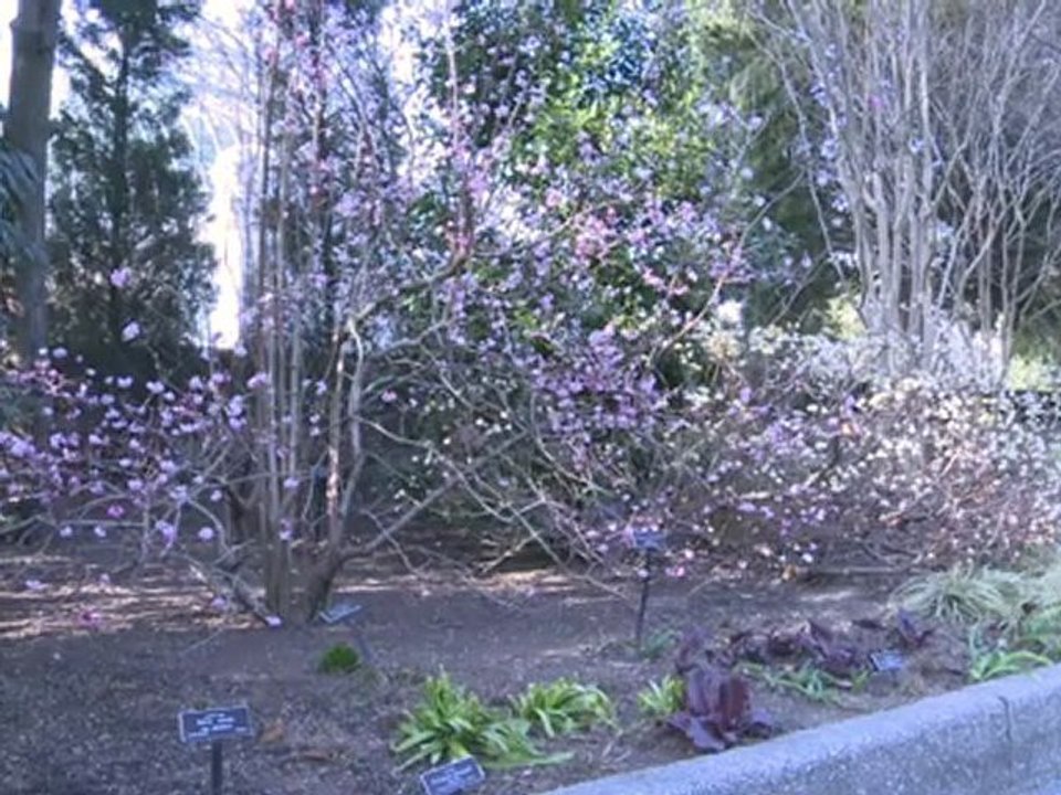 Plant lovers leery of early spring blooms