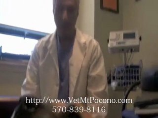 Treatment for Hip and Joint Problems in Dogs