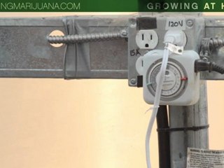 Growing at Home - Growing Marijuana At Home - Growing Weed Indoors -15