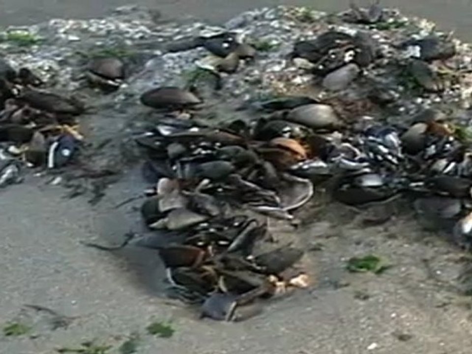 Harry Holland-The Dark Island-CD Romance