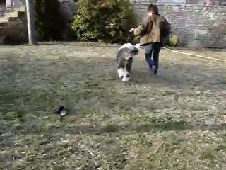 krumble pie of snowboot bears 5 mois.