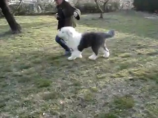 krumble pie of snowboot bears 5 mois.