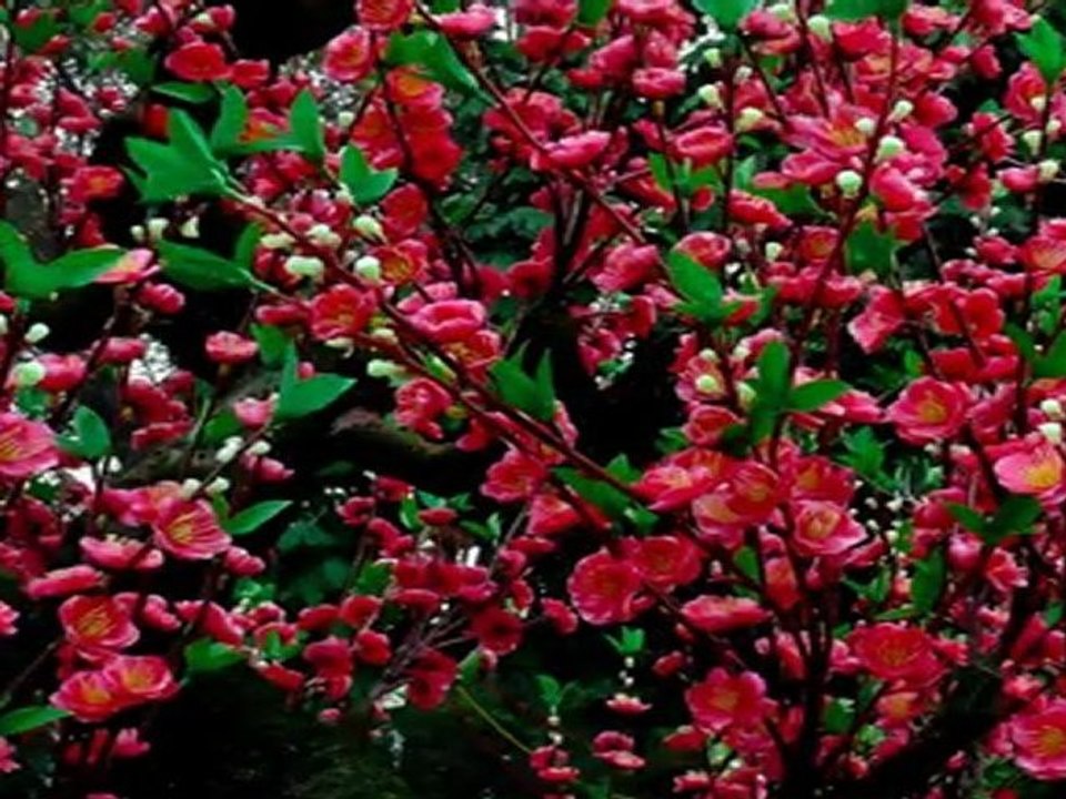 Végétation du Vietnam