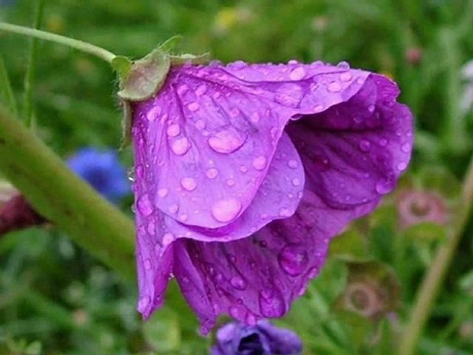 Neşe KARABÖCEK "YAĞMUR AĞLIYOR İKİMİZ İÇİN"