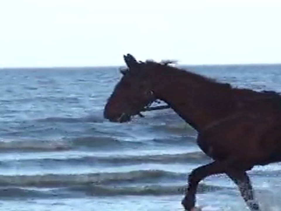 SAPHIR PRENANT UN BAIN POUR LE 14