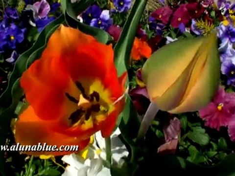 HD Stock Video - Video Backgrounds - Blooms 06 clip 01