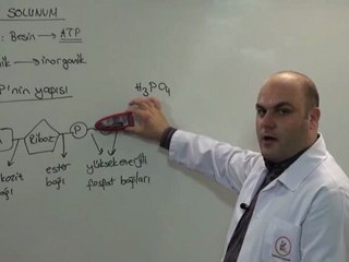 goruntulu-lys-biyoloji