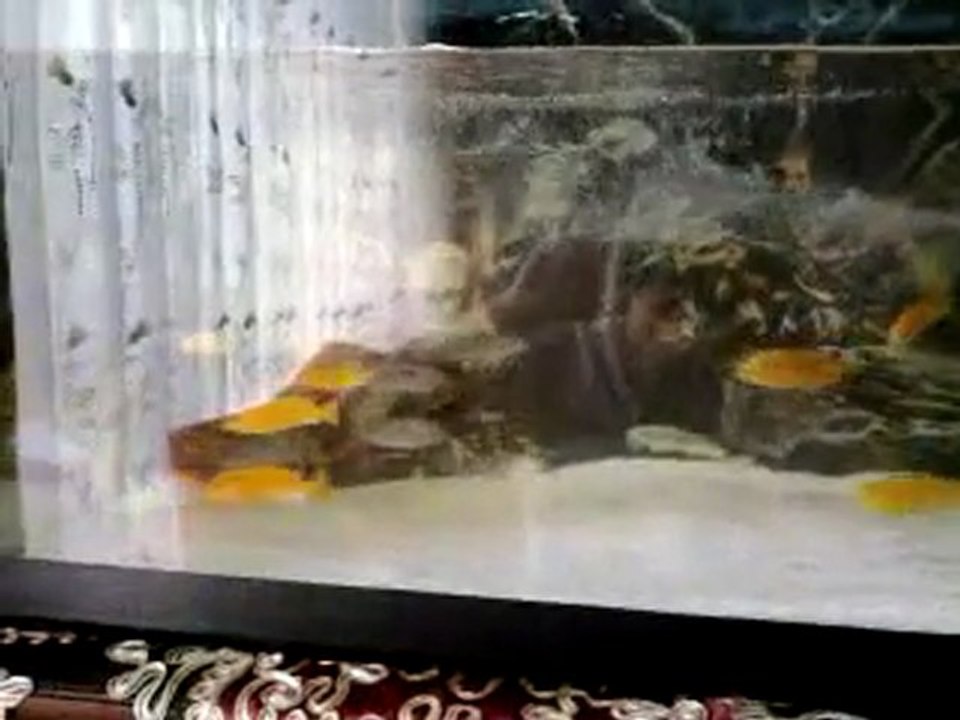 sarı prenses akvaryumum
