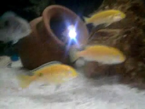 sarı prenses akvaryumum 2.