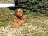 Séance de travail d'un Chien exemplaire!