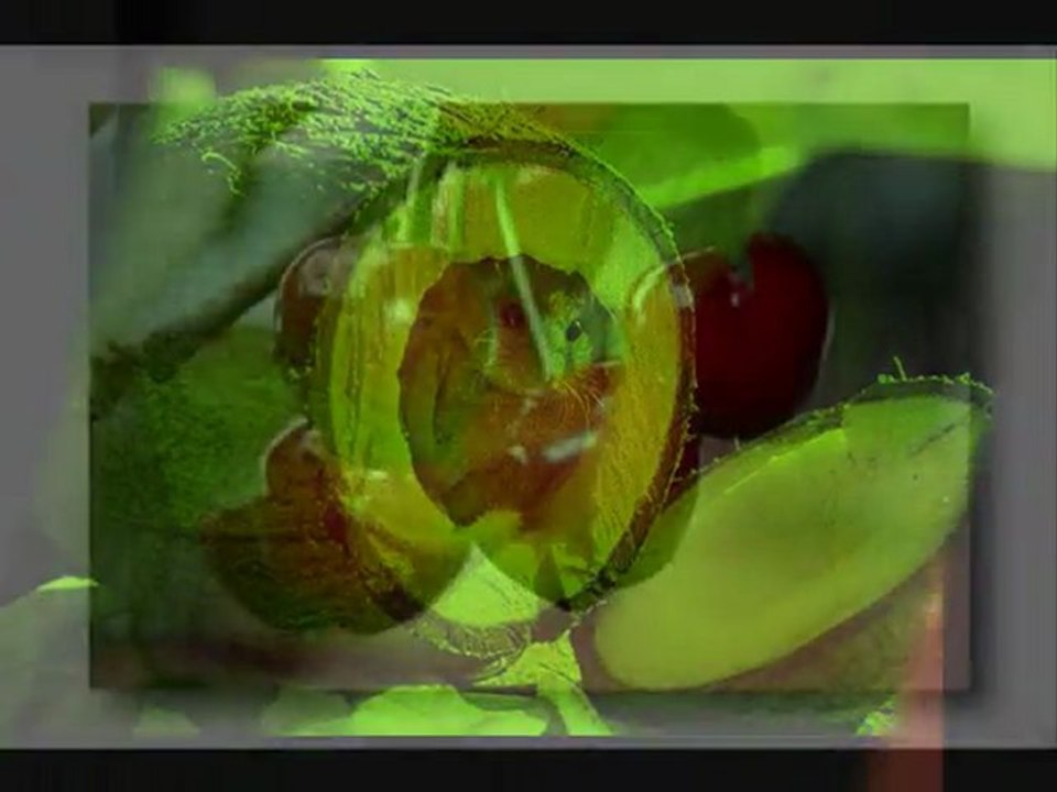 La chanson des couleurs le CLIP mon gars