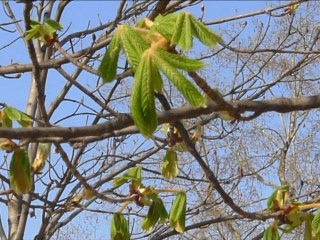 le printemps arrive à Paris