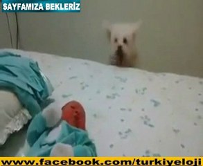 Ben İzlerken Yoruldum - Bebeği Merak Eden Köpek xD