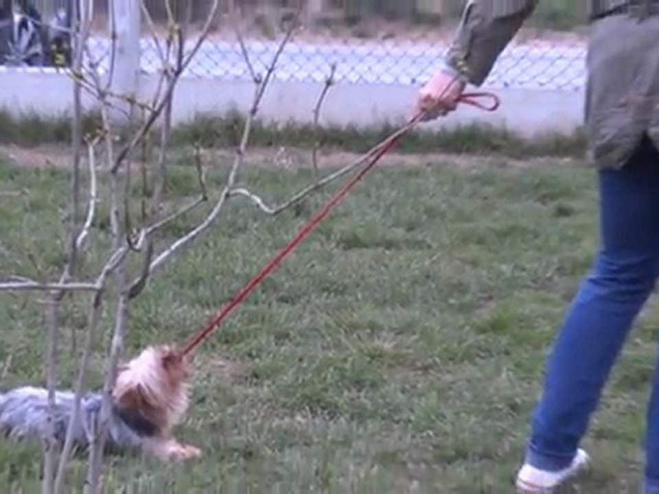 Le chien incontrolable