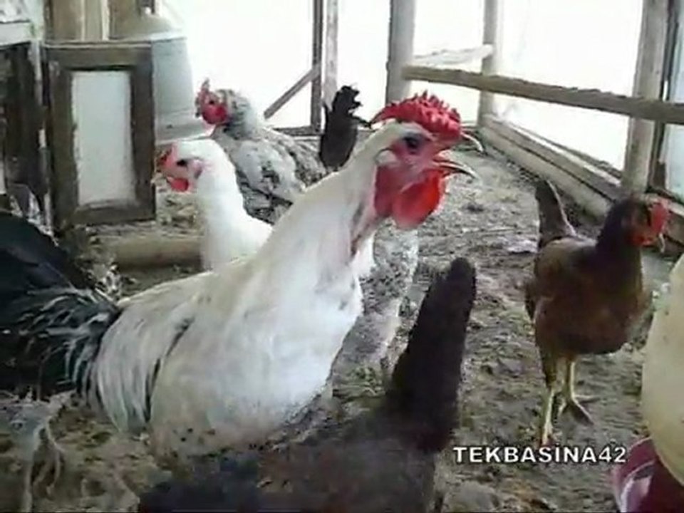 BİRİKİ ÜÇ KOMUT VER ÖTSÜN HOROZ