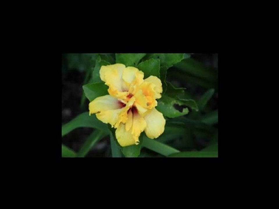 How To Photograph Flowers