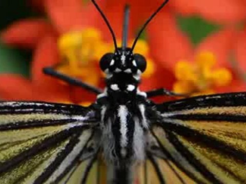 Nikon D800 36.3 MP CMOS FX-Format Digital SLR Camera Unboxing | Nikon D800 36.3 MP CMOS FX-Format For Sale