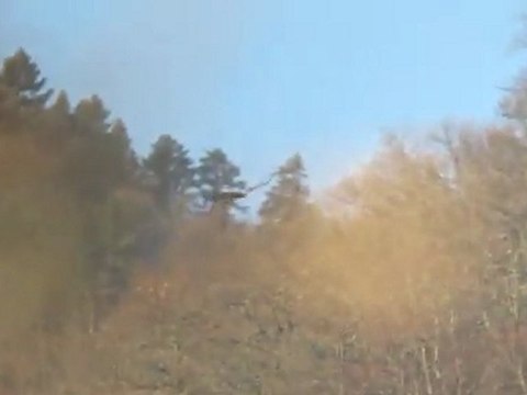 Steinadler am Fort-Ecluse - Aigles royaux au Fort-l'Ecluse