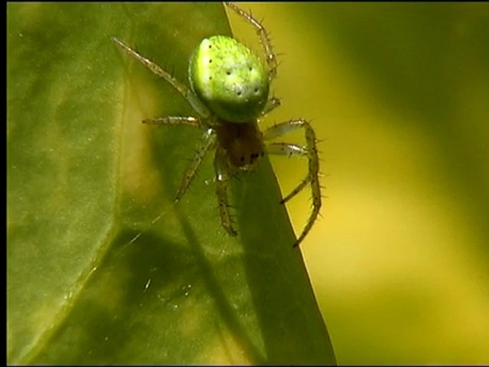 Araignées de France (1er volet)