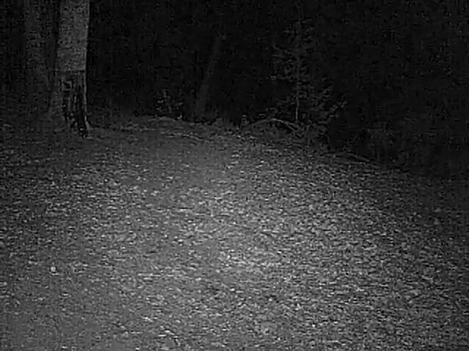 chat sauvage ou chat forestier ?