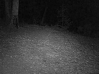 chat sauvage ou chat forestier ?