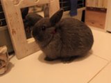 LE  PLUS PETIT LAPIN NAIN