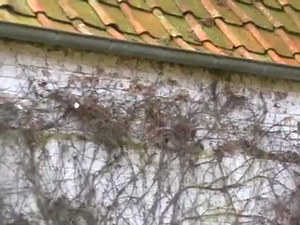 un couple de mésanges longue queue construit son  nid - www.foretdemormal.fr