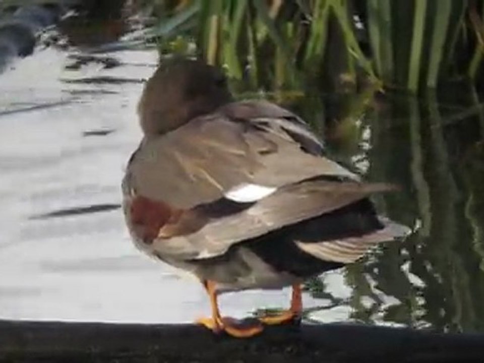 Canard chipeau