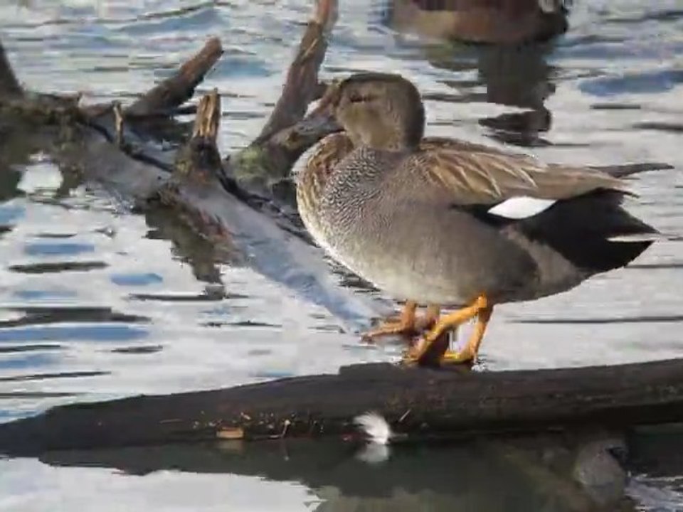 Canard chipeau III