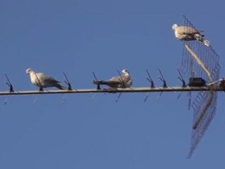 00018 [Bonne qualité, grande taille]