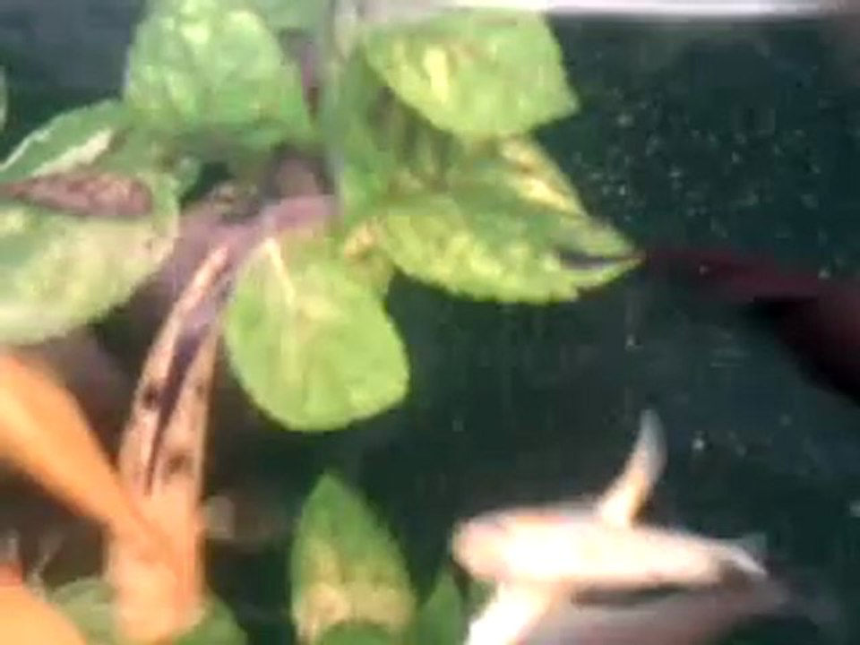 Molly Velifera Guppy Ancistrus Albinos En Aquarium