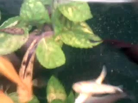 Molly Velifera Guppy Ancistrus Albinos En Aquarium