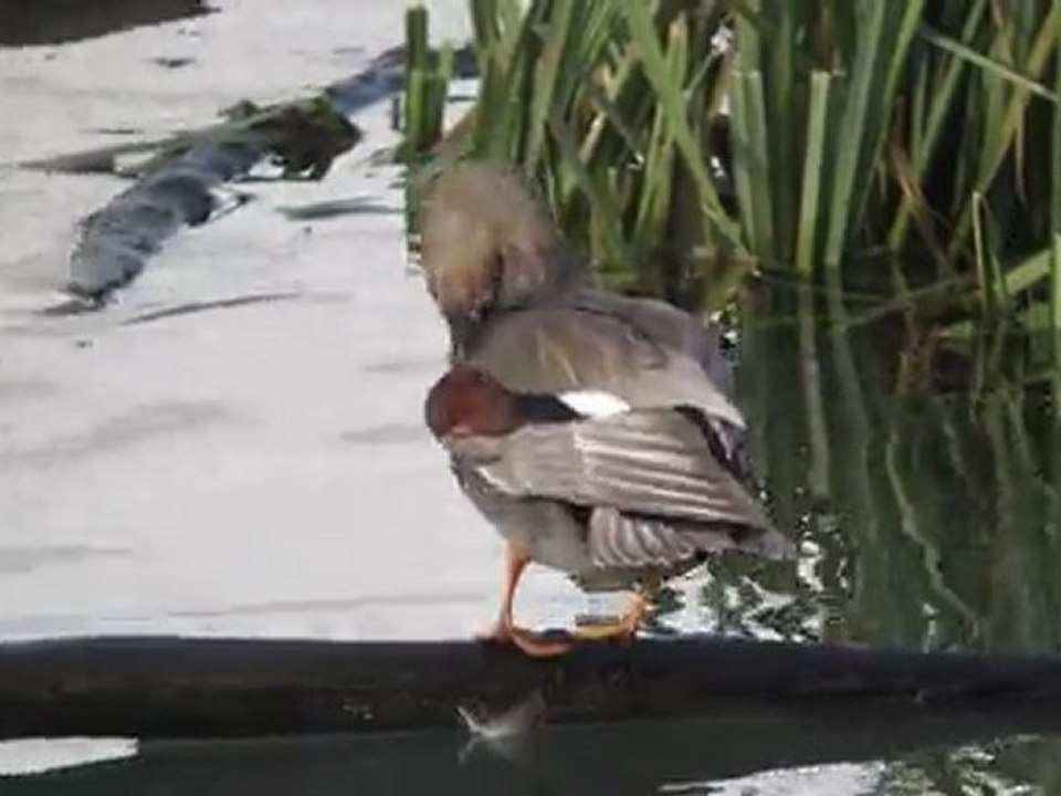 Canard chipeau II