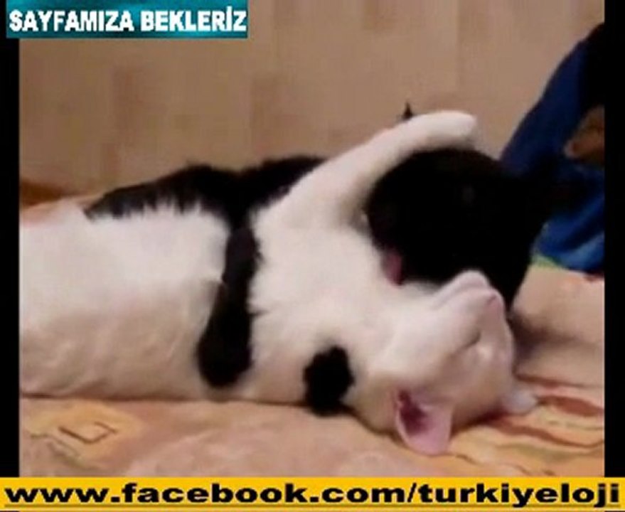 Siyahla Beyaz'ın Aşkları